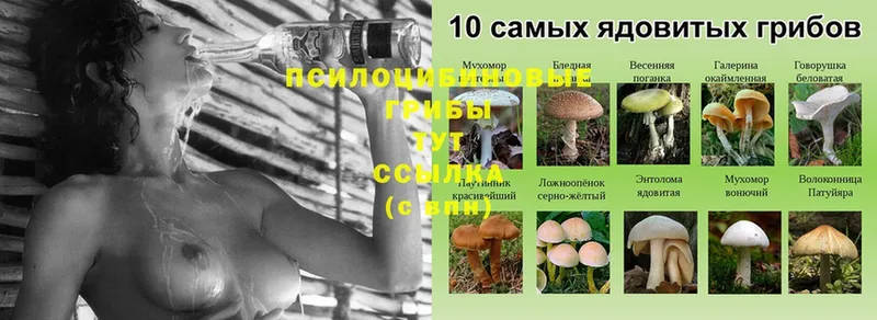 Псилоцибиновые грибы Psilocybine cubensis  где можно купить   Ардон 